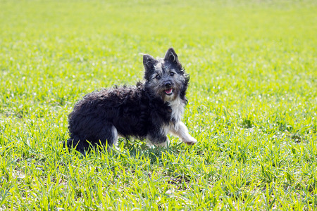 cheerful little dog on the green grass. A field of young grass. Loyal friend of manの写真素材