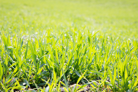 field of young green grass, closeup. Young spring grass. Field of young wheatの写真素材