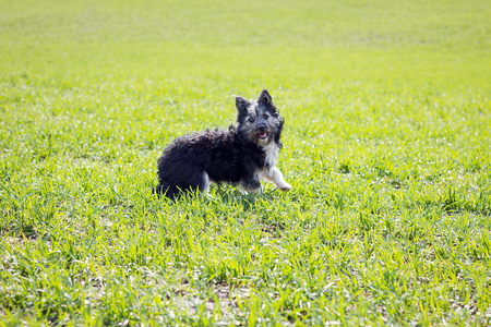 cheerful little dog on the green grass. A field of young grass. Loyal friend of manの写真素材