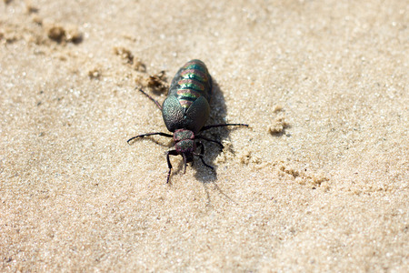 Sand beetle on the sand, close-up. Spring Beetle wild natureの写真素材