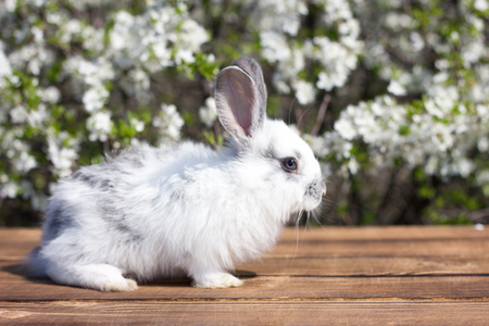 A little hare sits on a wooden table against the background of a blossoming tree. Spring Hare. Easter bunnyの写真素材