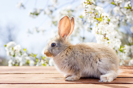 A little hare sits on a wooden table against the background of a blossoming tree. Spring Hare. Easter bunnyの写真素材