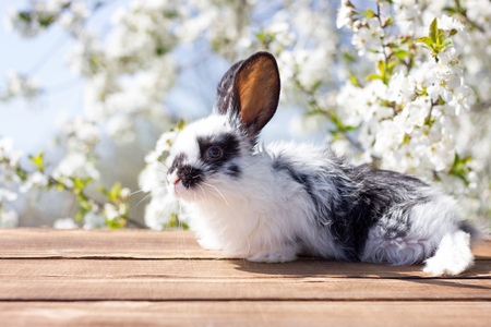 A little hare sits on a wooden table against the background of a blossoming tree. Spring Hare. Easter bunnyの写真素材