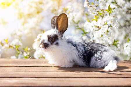 A little hare sits on a wooden table against the background of a blossoming tree. Spring Hare. Easter bunnyの写真素材