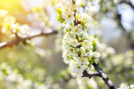 blooming twigs of cherry. Flowering trees large plpnom spring.の写真素材