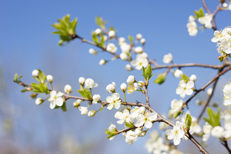 blooming tree twigs. Young fragile twigs with flowers. Spring seasonの写真素材