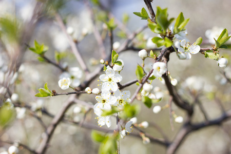 blooming tree twigs. Young fragile twigs with flowers. Spring seasonの写真素材