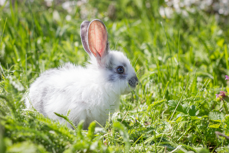 Little white fluffy rabbit on a green meadow. Cute bunny on the green grass. Playing hareの写真素材
