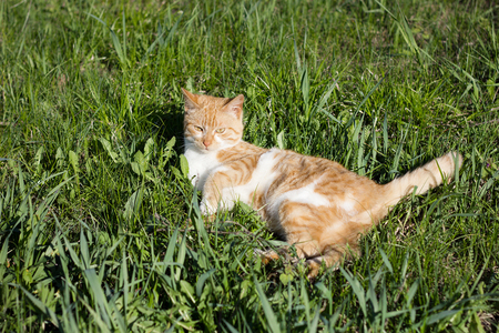 orange cat in the green grass. Playful home cat on a green meadow in spring. Young red catの写真素材