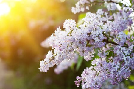 blooming lilac in the spring season. Purple Serenus with sunshine. Close-up.の写真素材