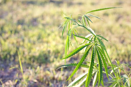 hemp bush in nature. Young shoots of hemp outdoors. Illegal breeding horseの写真素材