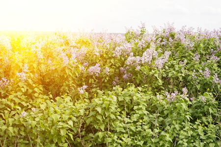 blooming lilac in the spring season. Purple serenum with sunshine.の写真素材