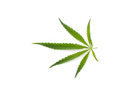 cannabis leaf on a white background. Green twig of hemp isolated on white backgroundの写真素材