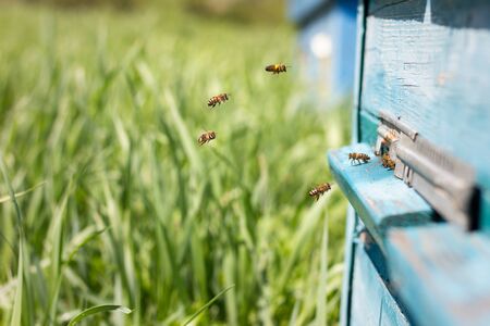 Bees fly out of evidence. Bees collect nectar . Bee breedingの写真素材