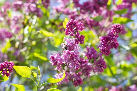 purple lilac outdoors. Gentle spring background. Spring May Flowers.の写真素材