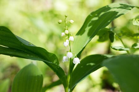 One lily of the valley in the spring forest. Gentle spring flowers. May Flowerの写真素材