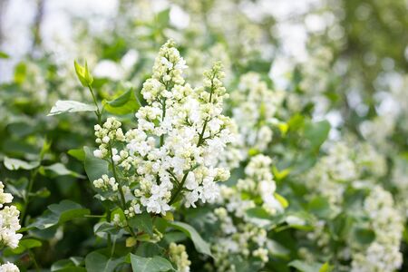 a sprig of white lilac outdoors. May flowers. Spring gentle background.の写真素材