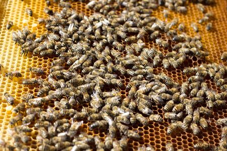 Bees on honeycomb. Closeup of bees on the honeycomb in beehive.の写真素材