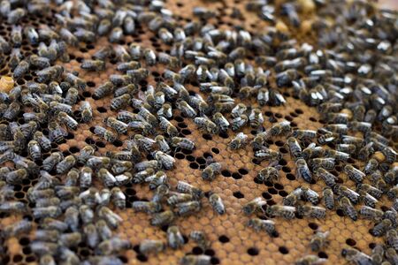 bees on honey frame. Breeding bees. Beekeepingの写真素材