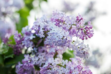 blooming lilac in the spring season. Purple Serenus with sunshine. Close-up.の写真素材