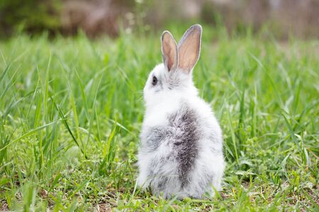 White fluffy rabbit on green grass. Easter Bunny. Little beautiful hare on a green meadow.の写真素材