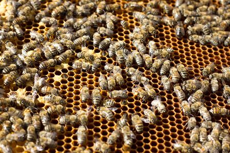 Bees on honeycomb. Closeup of bees on the honeycomb in beehive.の写真素材