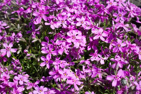 meadow of pink flowers close up. Beautiful natural background.の写真素材