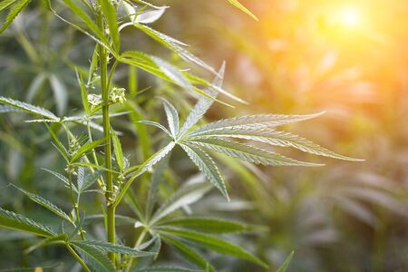 hemp bushes in the open air. Illegal cultivation of narcotic drugs. Young shoots of hemp with sunlightの写真素材
