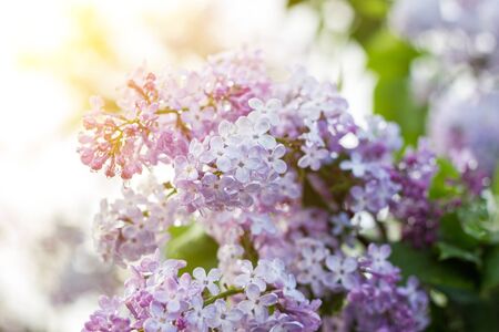 blooming lilac in the spring season. Purple Serenus with sunshine. Close-up.の写真素材