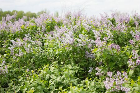 blooming lilac in the spring season. Purple serenum with sunshine.の写真素材