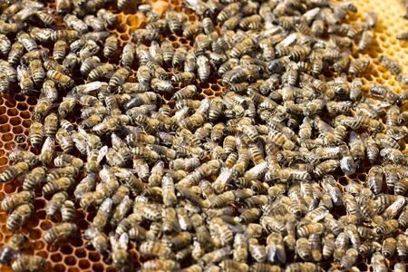 Bees on honeycomb. Closeup of bees on the honeycomb in beehive.の写真素材