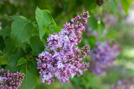 purple lilac outdoors. Gentle spring background. Spring May Flowers.の写真素材