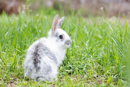 White fluffy rabbit on green grass. Easter Bunny. Little beautiful hare on a green meadow.の写真素材