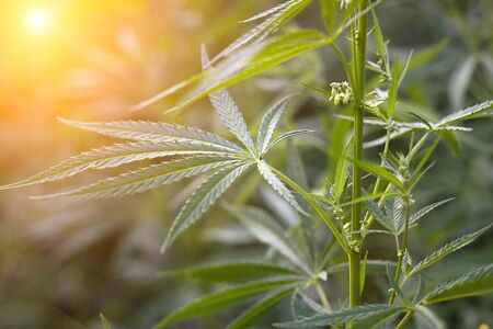 hemp bushes in the open air. Illegal cultivation of narcotic drugs. Young shoots of hemp with sunlightの写真素材