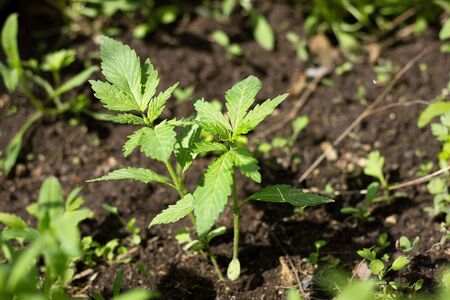 A small hemp bush. Growing hemp. Illegal drug.の写真素材