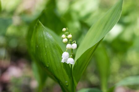 One lily of the valley in the spring forest. Gentle spring flowers. May Flowerの写真素材