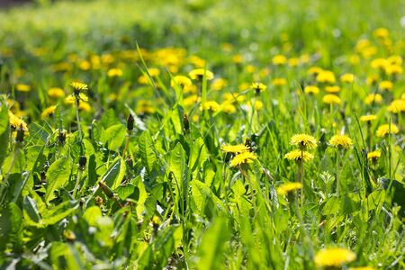Field of yellow dandelions close-up. Yellow wildflowers. Seasonal dandelions, spring season.の写真素材