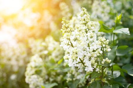 a sprig of white lilac outdoors. May flowers. Spring gentle background.の写真素材