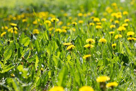 Field of yellow dandelions close-up. Yellow wildflowers. Seasonal dandelions, spring season.の写真素材