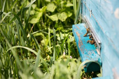 Bees fly out of evidence. Bees collect nectar . Bee breedingの写真素材
