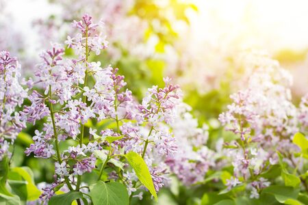 blooming lilac in the spring season. Purple Serenus with sunshine. Close-up.の写真素材