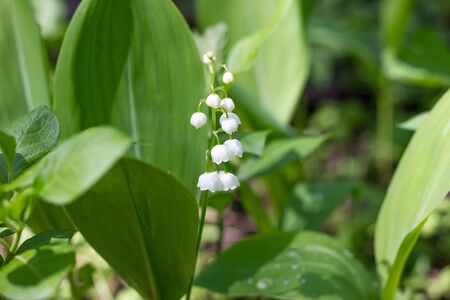 One lily of the valley in the spring forest. Gentle spring flowers. May Flowerの写真素材