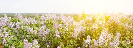 panorama of blooming lilac. Lilac bloom in the spring season. Spring backgroundの写真素材
