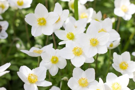 glade of white flowers. Spring flowers . Field perennial white flowers.の写真素材
