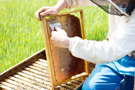 beekeeper cleans honey frames. A man works at the apiary in the summer. Bee breedingの写真素材