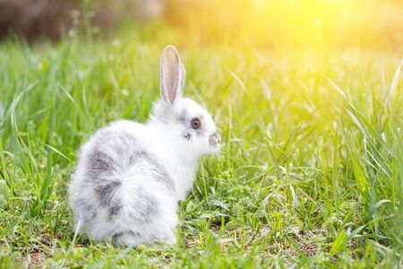 White fluffy rabbit on green grass. Easter Bunny. Little beautiful hare on a green meadow.の写真素材