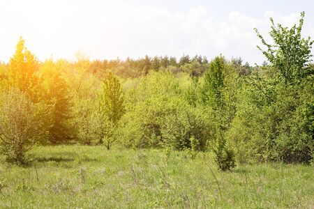 young forest, landscape of tranquil forest. Spring season.の写真素材