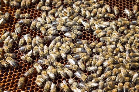 Bees on honeycomb. Closeup of bees on the honeycomb in beehive.の写真素材