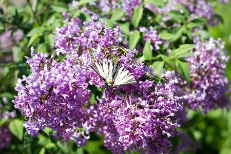 blooming lilac in the spring season. Purple Serenus with sunshine. Close-up.の写真素材