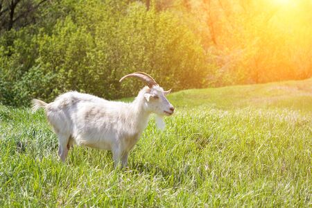 White goat on a green meadow. Walking agriculture. Petsの写真素材